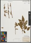 Foto von Salix purpurea L. x Salix silesiaca Willd.